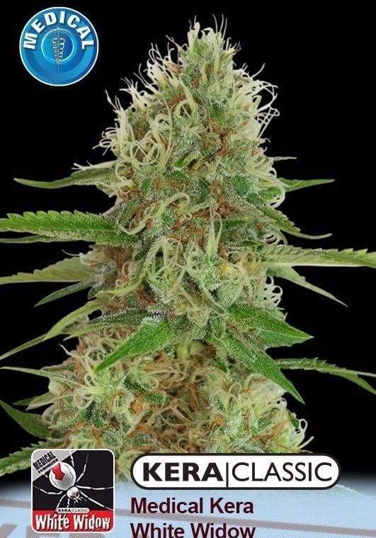 Kera Classic - Medical White Widow by Kera Seeds – Indoor-friendly – 12/12 Photoperiod – Feminized – image 1 – Seed City