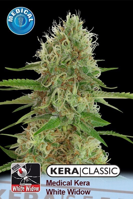 Kera Classic - Medical White Widow by Kera Seeds – Indoor-friendly – 12/12 Photoperiod – Feminized – image 1 – Seed City