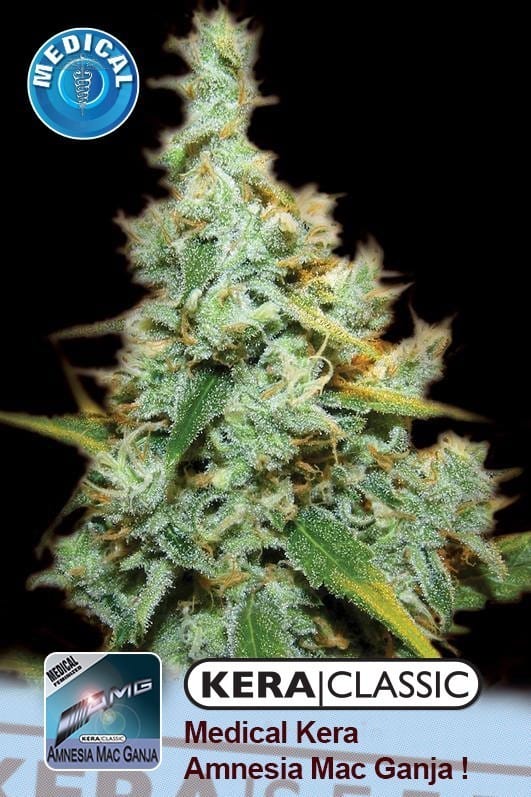 Kera Classic - Medical Amnesia Mac Ganja! cannabis – image 1 – Seed City