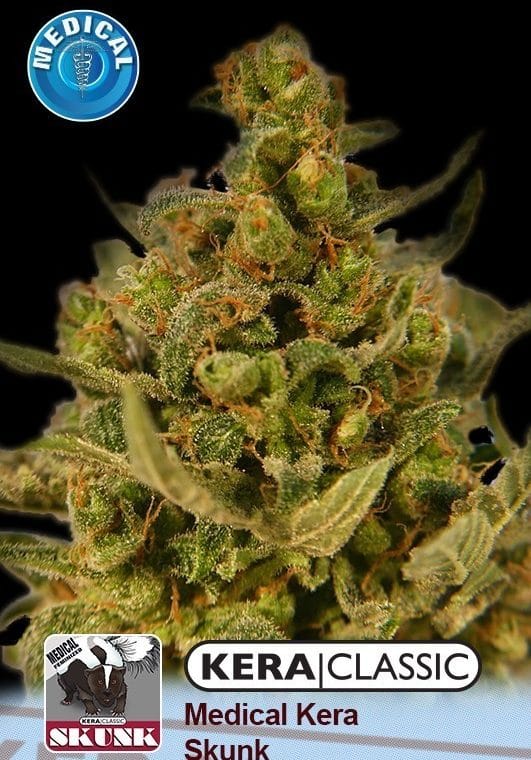 Anxiety – Sweet – Resistant to Disease – Kera Classic - Medical Skunk strain – image 1 – from Kera Seeds via Seed City