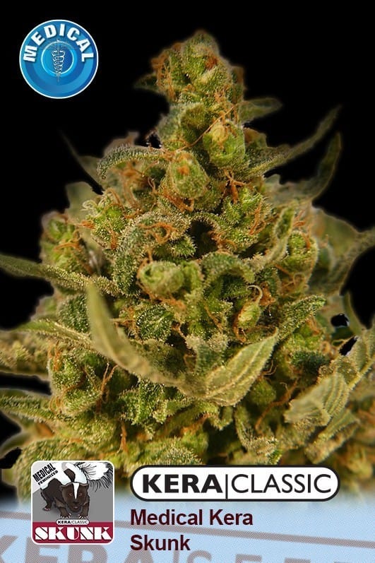 Anxiety – Sweet – Resistant to Disease – Kera Classic - Medical Skunk strain – image 1 – from Kera Seeds via Seed City