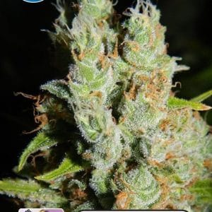 Kera Classic - Medical Buddha cannabis seeds – Fruity – Indica-heavy – General Pain – image 1 from Seed City