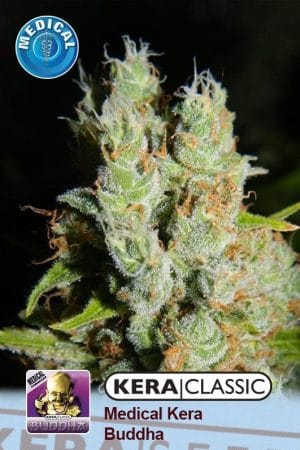 Kera Classic – Medical Buddha
