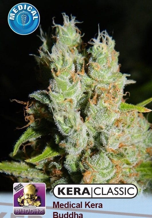 Kera Classic - Medical Buddha cannabis seeds – Fruity – Indica-heavy – General Pain – image 1 from Seed City
