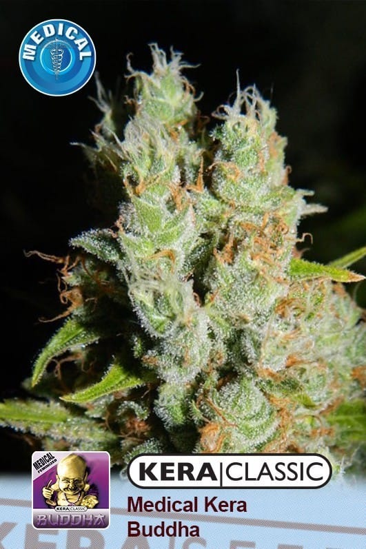 Kera Classic - Medical Buddha cannabis seeds – Fruity – Indica-heavy – General Pain – image 1 from Seed City
