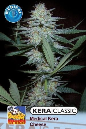 Kera Classic – Medical Crazy Mouse