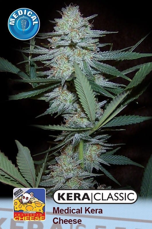 Kera Classic - Medical Crazy Mouse cannabis – image 1 – Seed City