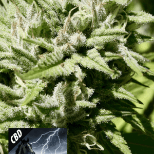 Kera Classic - CBD Black Beauty by Kera Seeds – 12/12 Photoperiod – Sativa Dominant – Feminized – image 1 – Seed City