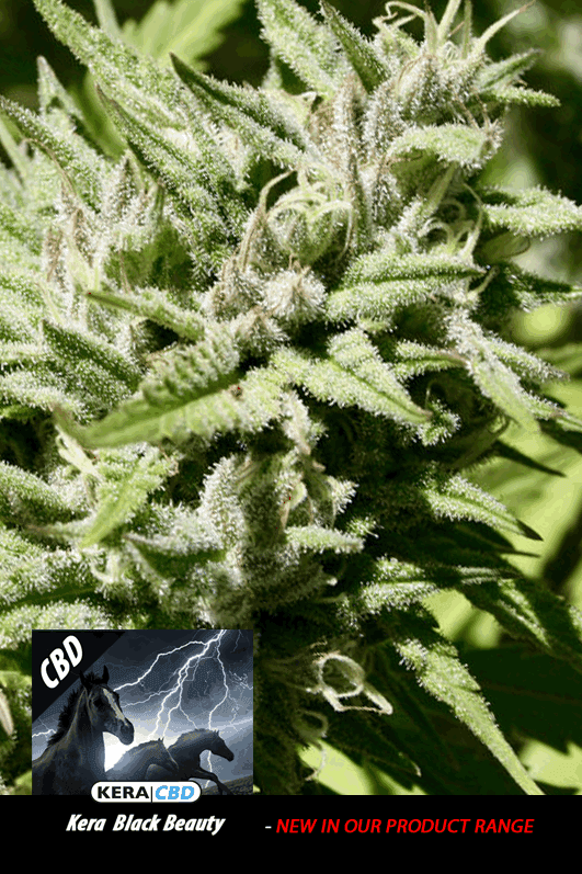Kera Classic - CBD Black Beauty by Kera Seeds – 12/12 Photoperiod – Sativa Dominant – Feminized – image 1 – Seed City