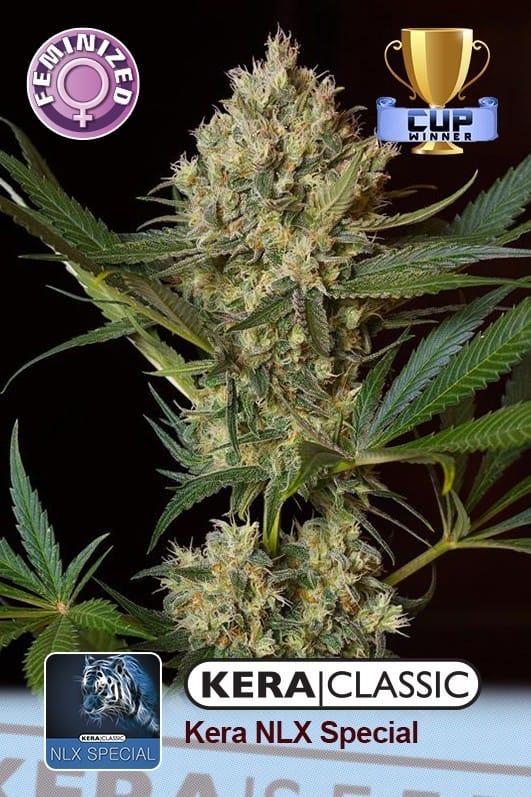 Kera Classic - NLX Special by Kera Seeds – Indica-heavy – Middle of October – Earthy – image 1 – Seed City