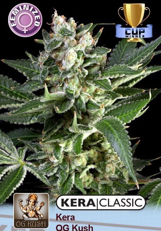 Kera Classic - OG Kush cannabis seeds – Female seeds – Middle of October – Indica-heavy – image 1 from Seed City