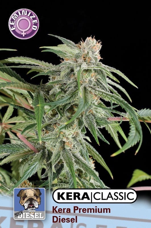 Kera Classic - Premium Diesel cannabis seeds – Feminized – Citrus – Middle of October – image 1 from Seed City