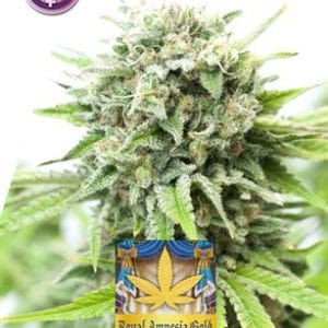 Kera Classic - Royal Amnesia Gold cannabis – image 1 – Seed City