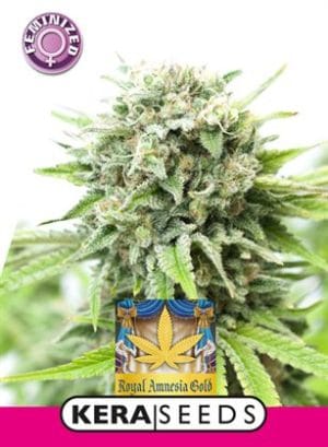 Kera Classic – Royal Amnesia Gold