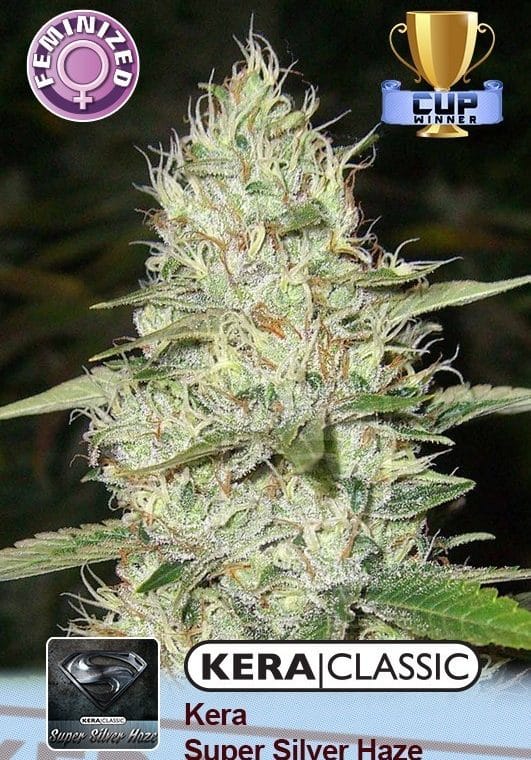 Kera Classic - Super Silver Haze by Kera Seeds – Indoor-friendly – Woodsy – Middle of October – image 1 – Seed City