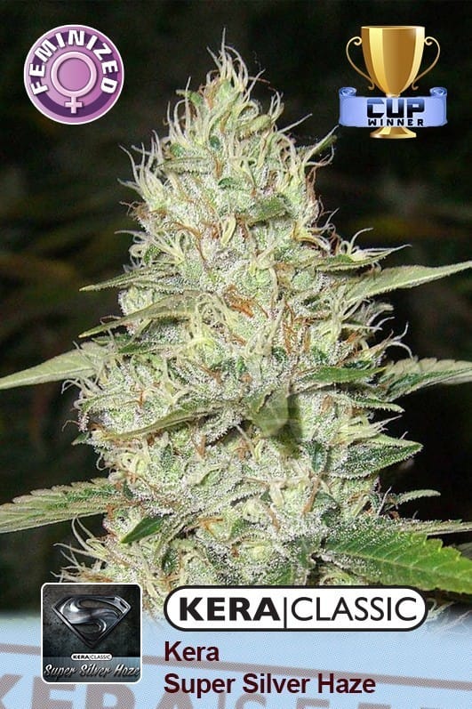 Kera Classic - Super Silver Haze by Kera Seeds – Indoor-friendly – Woodsy – Middle of October – image 1 – Seed City