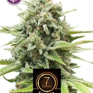 Kera Classic - Sweet Seven Eleven by Kera Seeds – Outdoor cultivation – Female seeds – Lemon – image 1 – Seed City