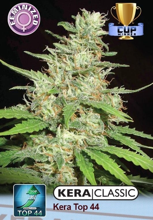 Kera Classic - Top 44 by Kera Seeds – 12/12 Photoperiod – Middle of September – Sativa Dominant – image 1 – Seed City