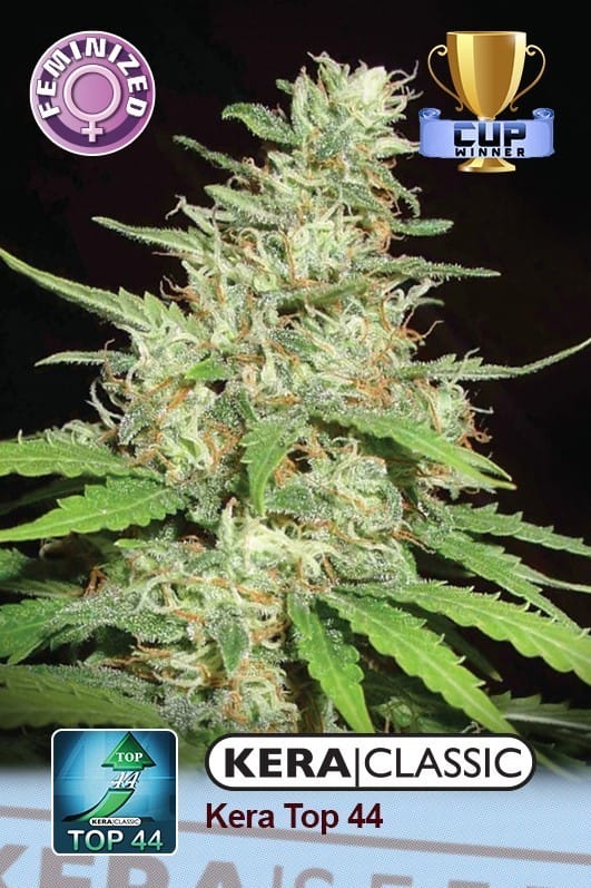 Kera Classic - Top 44 by Kera Seeds – 12/12 Photoperiod – Middle of September – Sativa Dominant – image 1 – Seed City