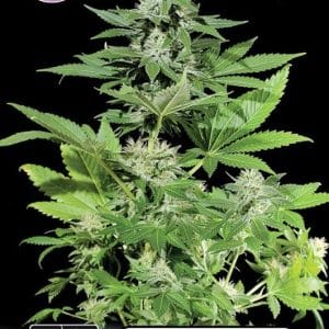 Kera Classic - Kera White Widow by Kera Seeds – Sativa Dominant – Feminized – General Pain – image 1 – Seed City