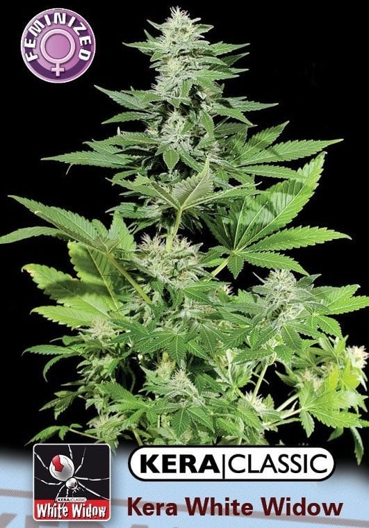 Kera Classic - Kera White Widow by Kera Seeds – Sativa Dominant – Feminized – General Pain – image 1 – Seed City