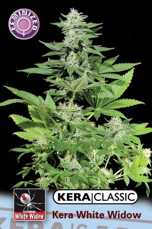 Kera Classic - Kera White Widow by Kera Seeds – Sativa Dominant – Feminized – General Pain – image 1 – Seed City