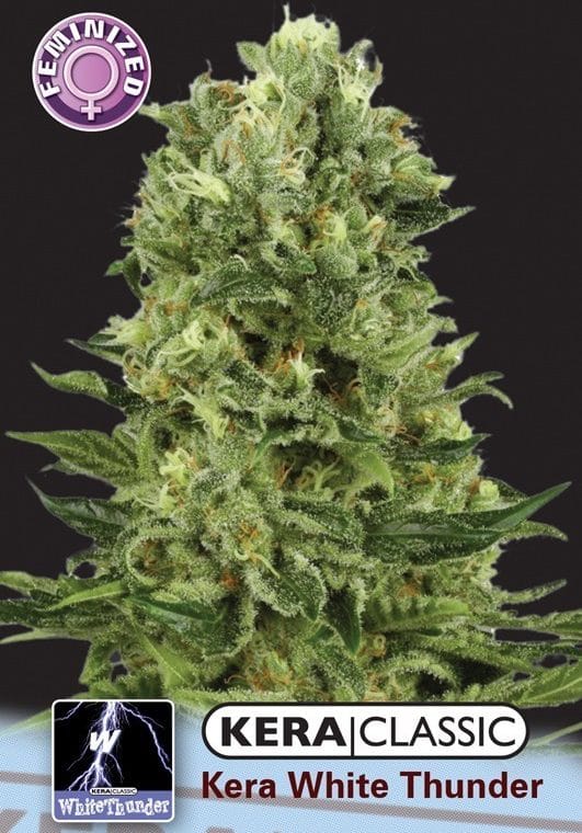 Image 1 of Kera Classic - White Thunder cannabis by Kera Seeds – Earthy – Indoor – Euphoric – Seed City