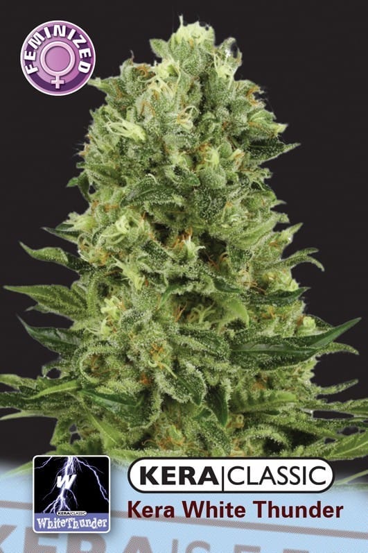 Image 1 of Kera Classic - White Thunder cannabis by Kera Seeds – Earthy – Indoor – Euphoric – Seed City