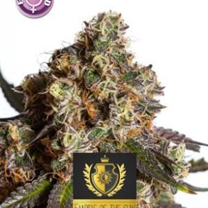 Kera Exclusive - Empire Of The Sun cannabis – image 1 – Seed City