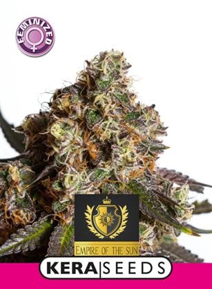 Kera Exclusive - Empire Of The Sun cannabis – image 1 – Seed City
