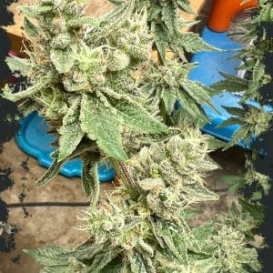 Kerosene Cookies cannabis seeds – Super Strength – 12/12 Photoperiod – Good for outdoor grow – image 1 from Seed City