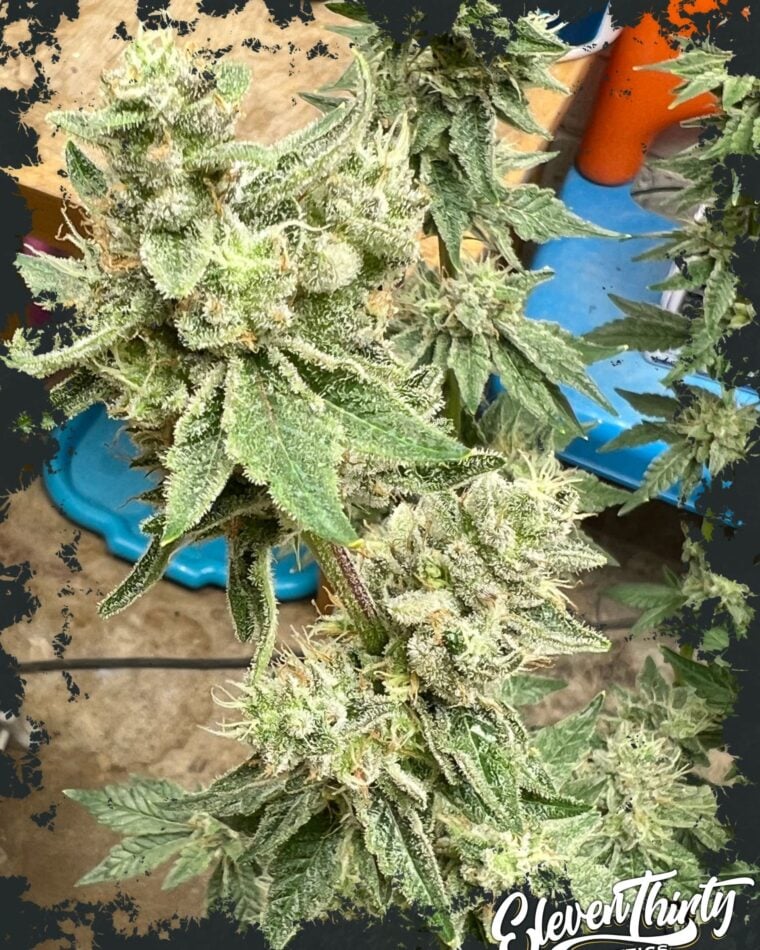 Kerosene Cookies cannabis seeds – Super Strength – 12/12 Photoperiod – Good for outdoor grow – image 1 from Seed City