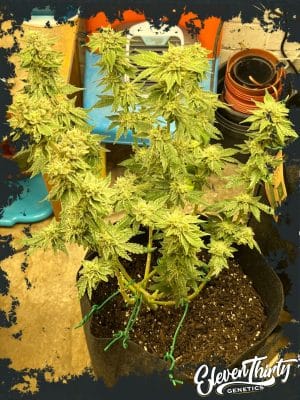 Kerosene Cookies Auto
