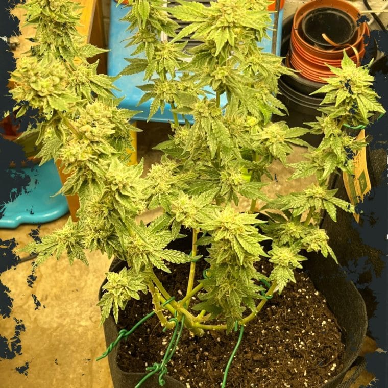 Gassy – Auto-Flowering – Couch Lock – Kerosene Cookies Auto strain – image 1 – from ElevenThirty Genetics via Seed City