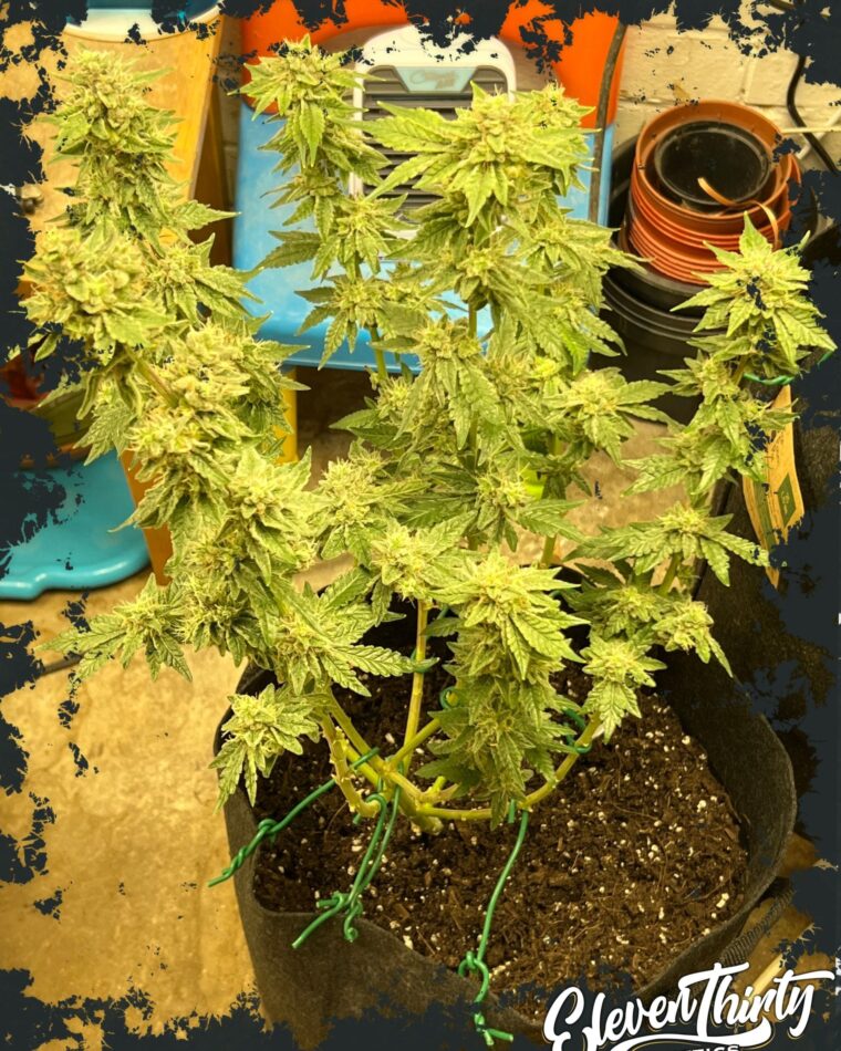 Gassy – Auto-Flowering – Couch Lock – Kerosene Cookies Auto strain – image 1 – from ElevenThirty Genetics via Seed City