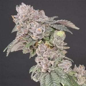 Key Banana Pie by Old School Genetics – Indoor-friendly – 50% Indica/50% Sativa – Large yield – image 1 – Seed City