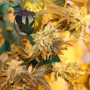 Key Lime Pie cannabis seeds – Minty – Regular – Mostly Indica – image 1 from Seed City