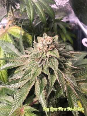 Key Lime Pie x Do-Si-Dos
