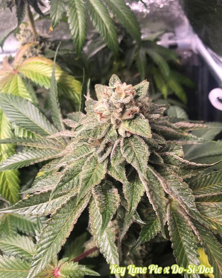 Image 1 of Key Lime Pie x Do-Si-Dos cannabis by Philosopher Seeds – Female seeds – Super Strength – Outdoor – Seed City