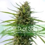 Cerebral – Resistant to Mould – Indoor – Kilimanjaro strain – image 1 – from World of Seeds via Seed City