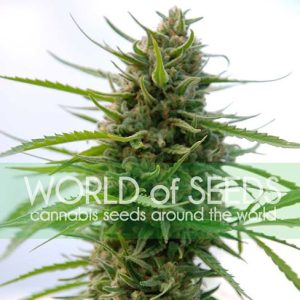 Cerebral – Resistant to Mould – Indoor – Kilimanjaro strain – image 1 – from World of Seeds via Seed City