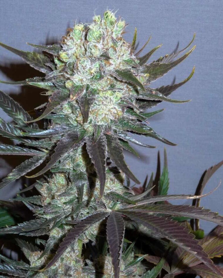Killer Glue cannabis seeds – Indoor-friendly – 12/12 Photoperiod – Guaranteed female plants – image 1 from Seed City