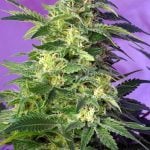 Image 1 of Killer Kush Auto cannabis by Sweet Seeds – Guaranteed female plants – Greenhouse – Citrus – Seed City