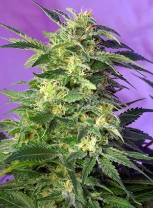 Killer Kush Auto