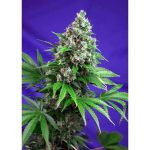 Killer Kush Fast Version cannabis seeds – 12/12 Photoperiod – Female seeds – Sweet – image 1 from Seed City