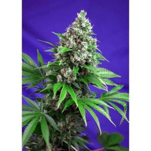Killer Kush Fast Version