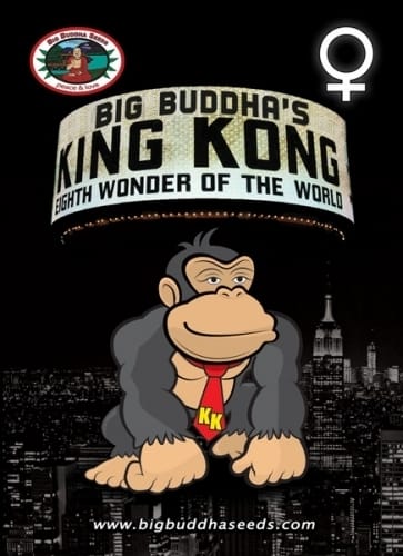King Kong from Big Buddha Seeds