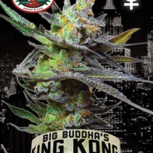 King Kong from Big Buddha Seeds