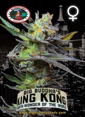 King Kong