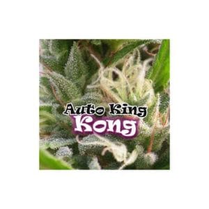 King Kong Auto